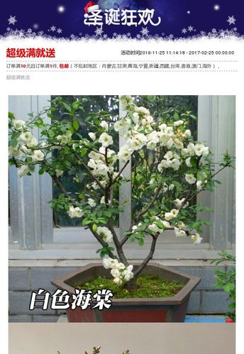 日本海棠花 北美海棠 贴梗海棠 海棠盆景桩盆栽 西府海棠复色海棠_7折