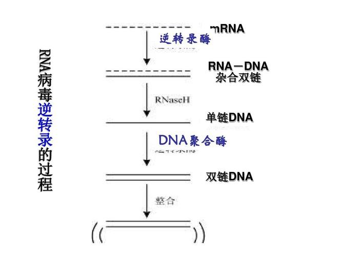 逆转录酶 mrna 病 毒 逆 转 录 的 过 程 rna rna-dna 杂合双链 单链