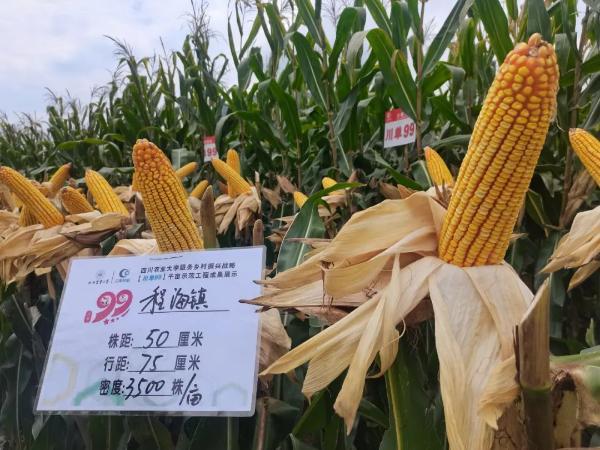 玉米新品种"川单99"在永胜示范种植成功