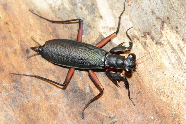 就算化石资料缺乏,在今天的螳螂身上,我们依然能看到一些演化史上的"