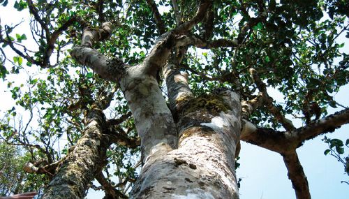 圣和大学堂大树茶和小树茶的区别
