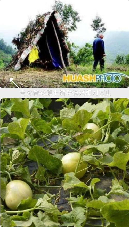 其它 东北农村老照片 写美篇领瓜 南山坡缓朝阳沙, 人字窝棚远人家.