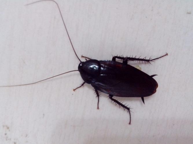 在家里发现这样的虫子,谁知道这是什么虫子吗,有没有毒性?