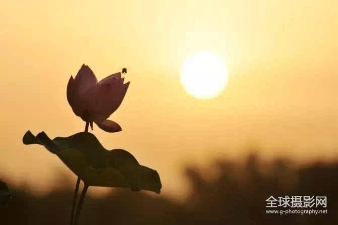 荷花专题(四):意境篇