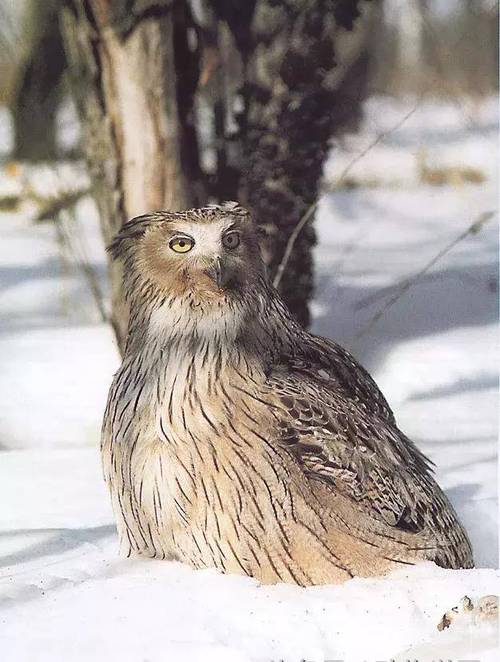 世界上最大的猫头鹰-毛腿渔鸮_猎物_林区_鲑鱼