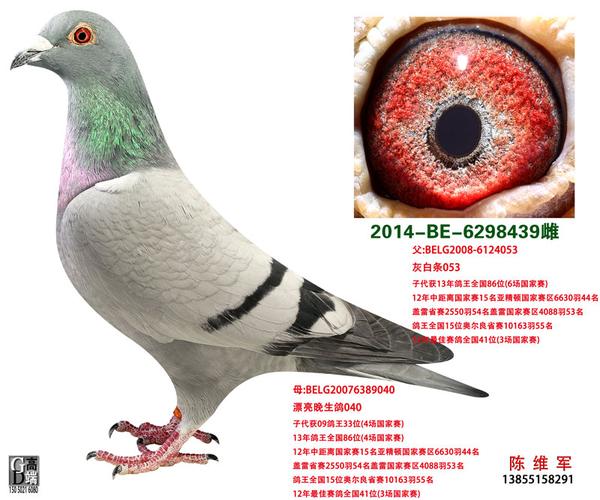 罗尼凡瑞特原棚种鸽