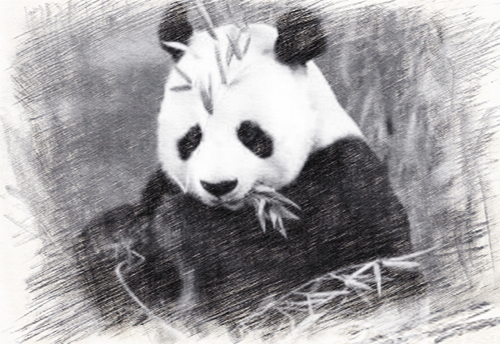 熊猫素描