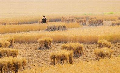 【西风】收麦子(散文)