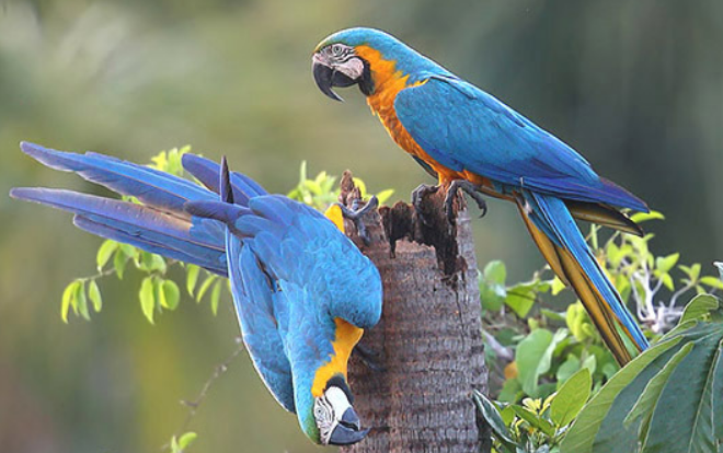 蓝黄金刚鹦鹉吃什么食物