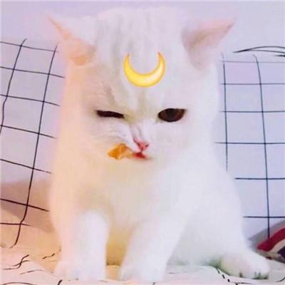 高清猫咪头像可爱超萌头像2018 卖萌无耻可爱无罪