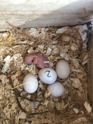 文鸟雏鸟进化ing_宠物_我家宠物好可爱_宠物_宠物其他