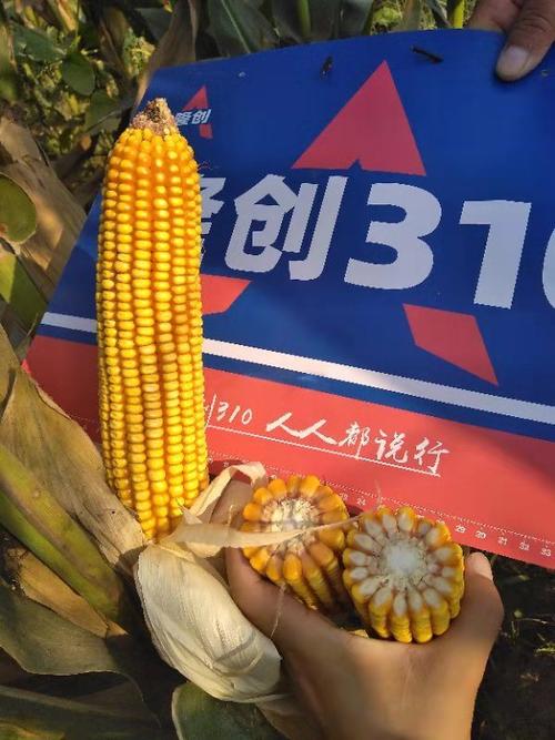 北京联创种业最新双国审红轴玉米明星品种-隆创310!耀世登场!