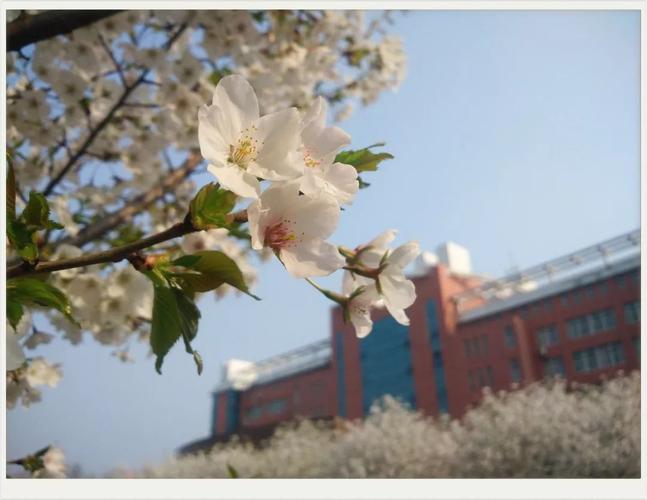 赏樱何必去武大!我在许昌学院赏花,吹风,等你