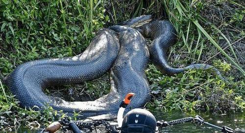 原创男子发现世界上最大的蚺, 潜入水底后, 又碰到了"水中巨物"!