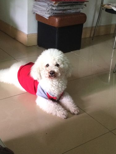 这狗狗是什么品种