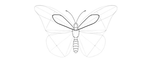 如何一步步画一只蝴蝶