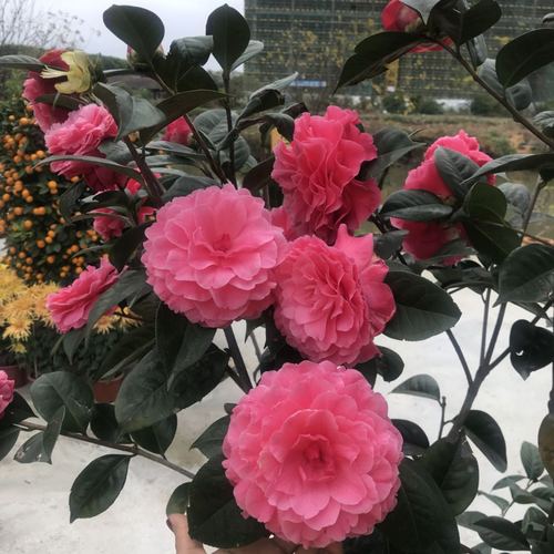 茶花稀有进口进口品品种情人节大规规格盆栽绿植花卉