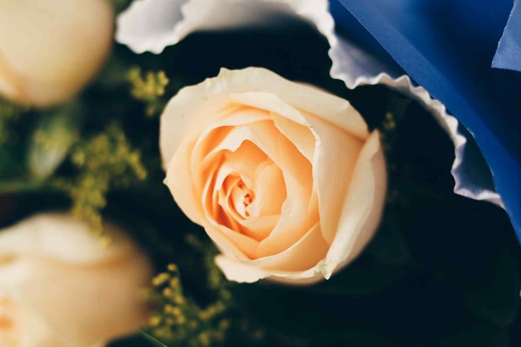 妇女节—香槟玫瑰特写桌面壁纸