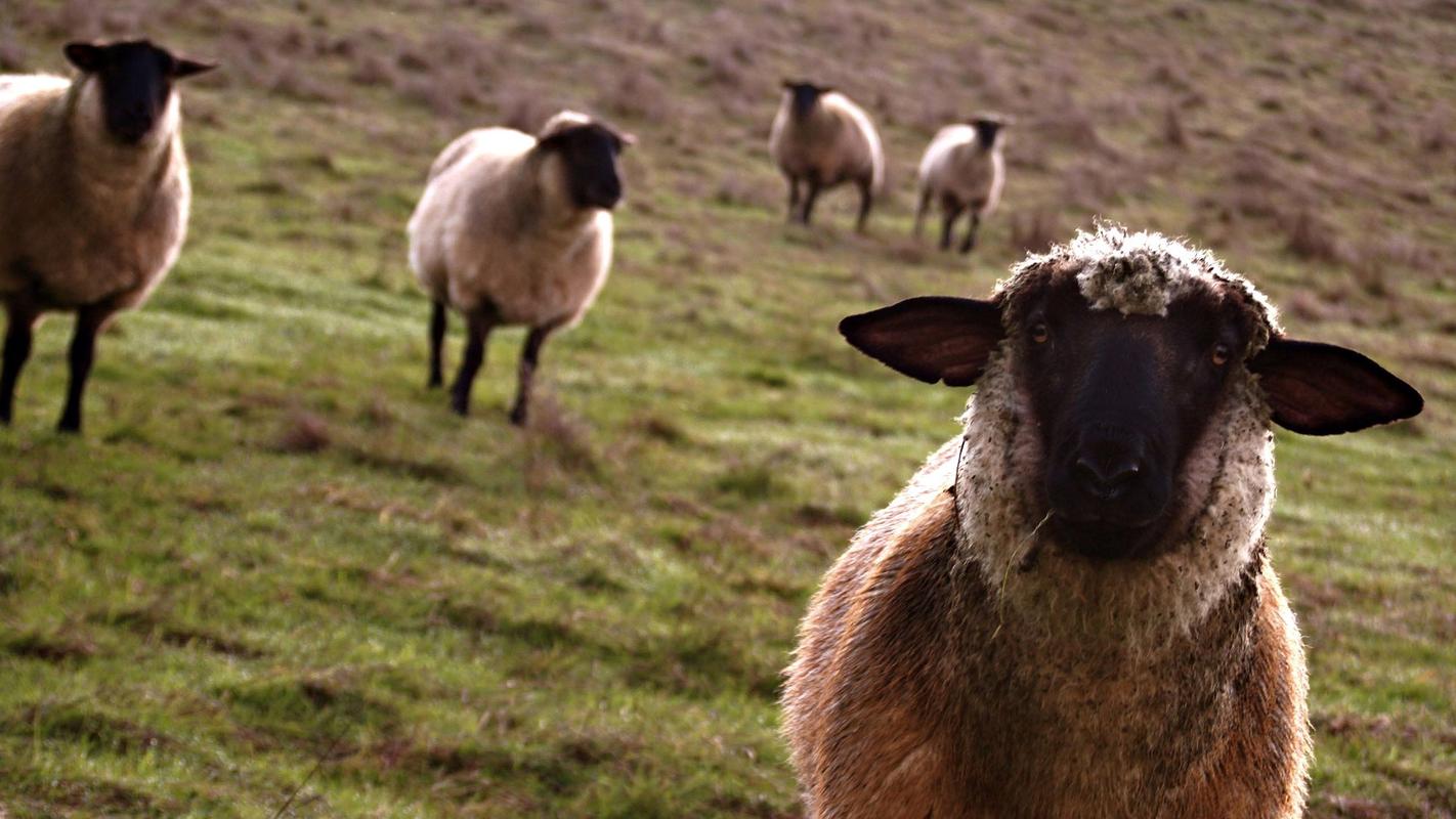 可爱的绵羊高清桌面壁纸下载 第一辑