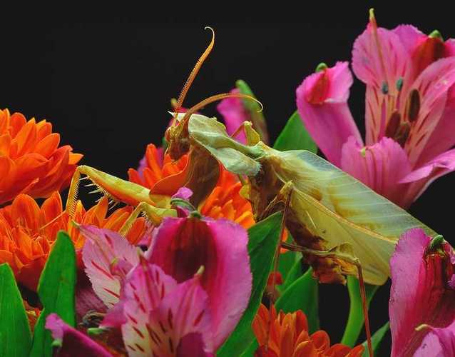 动物科普|节肢动物门–螳螂目––天生的快刀手
