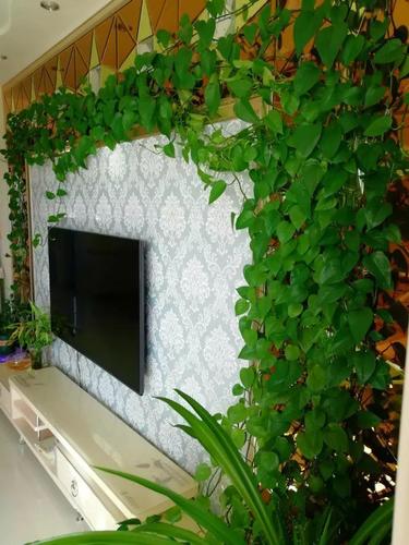 1瓢水1根绳, 绿萝养成电视墙, 亲朋好友谁见谁