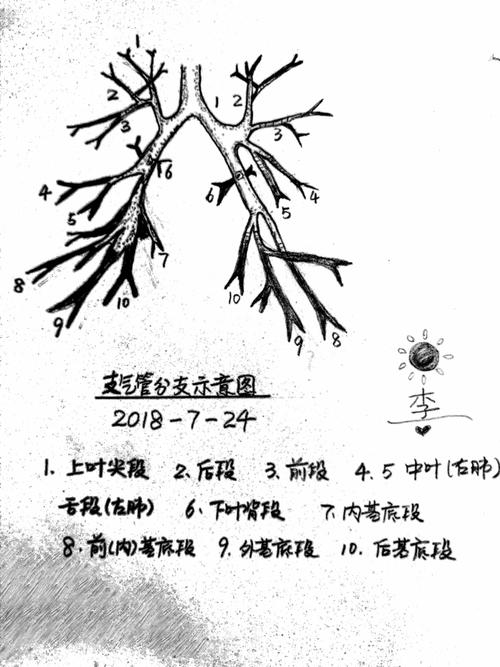 支气管分支示意图