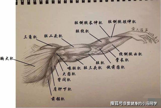 手臂肌肉结构图
