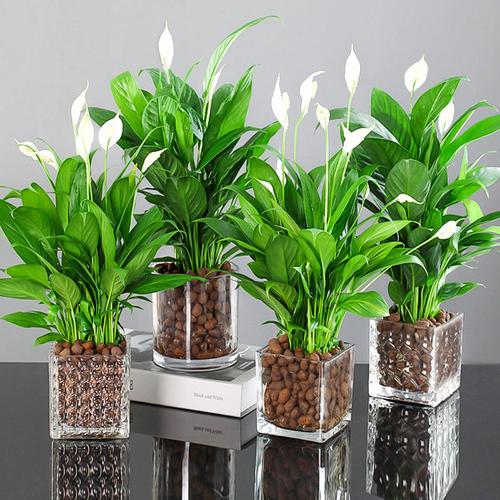 水培白掌盆栽一帆风顺室内花植物办公室红掌水养净化空气花卉四季