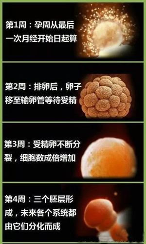 胎儿在母体40周的生长过程形状图,孕妈必看,感受生命