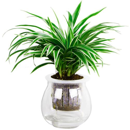 l【吊兰】水培植物 绿植 植物盆栽室内 吊兰水培