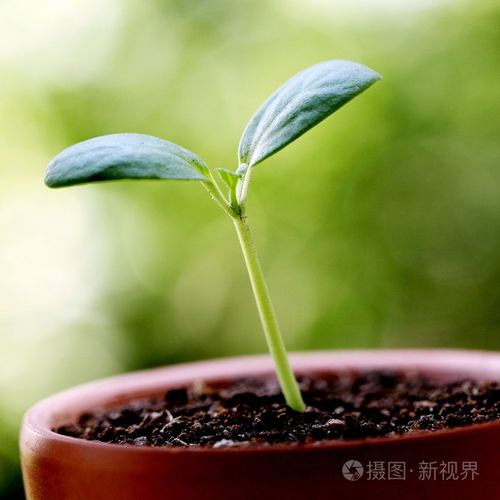 植物从土壤中生长的特写