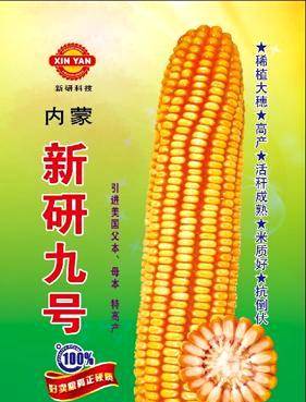 内蒙古玉米价格还涨吗 内蒙古今日玉米价格表