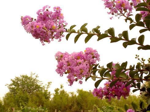 紫薇花简笔画蘅彩色