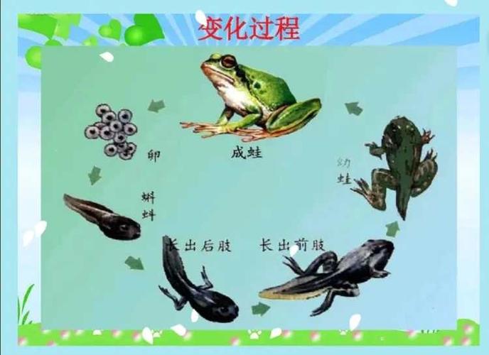 小朋友们知道青蛙吃什么吗?