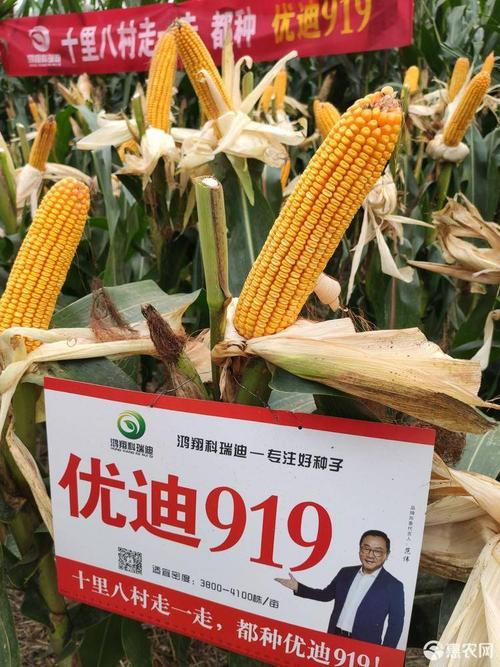 [优迪919玉米种子批发]优迪919玉米种子 高产玉米种子