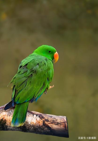 《绿色羽毛的鹦鹉》笑面虎-协助拍摄