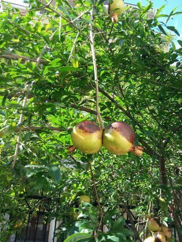 请教这石榴是什么病害?如何防治.