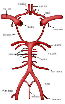 大脑和脑干动脉的威利斯圈