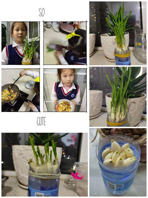 一年级二班"水培蒜苗"观察记录