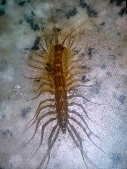 草爬子是什么虫子