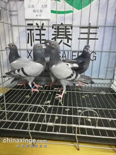 鸽主姓名 省市地区 足环号 羽色 收鸽日期 00708 大理飞翔(杨发荣)