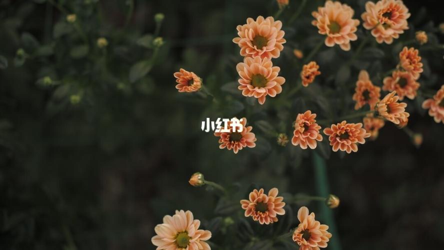 小雏菊_小雏菊_富士xt200_摄影_摄影器材