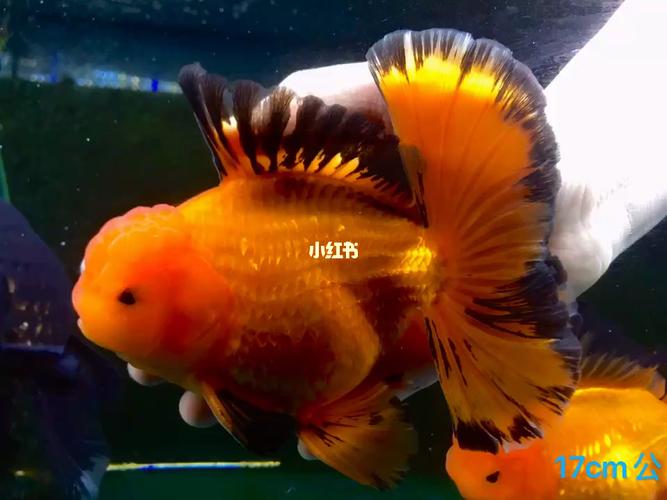 原泰金鱼 百褶泰狮_百褶_百褶泰狮_宠物_宠物其他