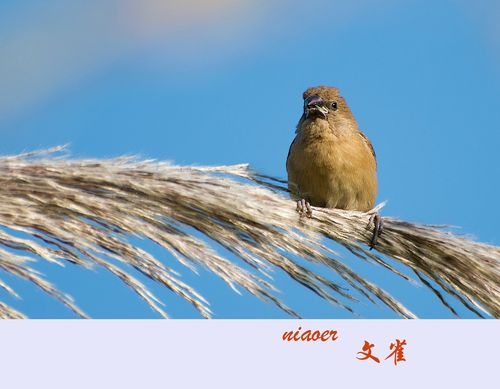 小小的文雀(高清)