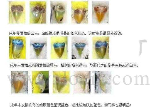 虎皮鹦鹉分公母 6各月了 谢谢 我不反对搞基 就是好奇