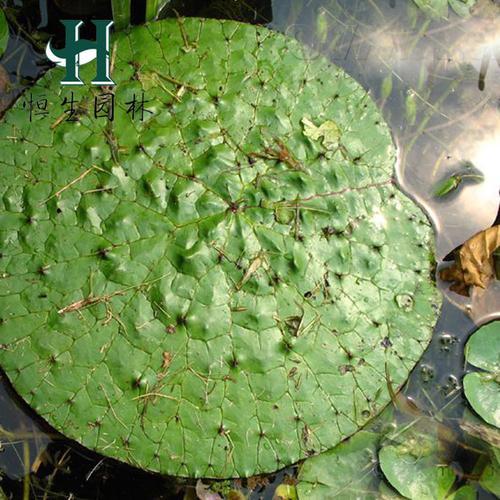 芡实水生植物 芡实苗 又叫鸡头米 鸡头苞 鸡头莲水体绿化基地发货