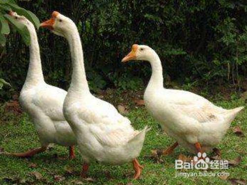 鹅怎么分公母?