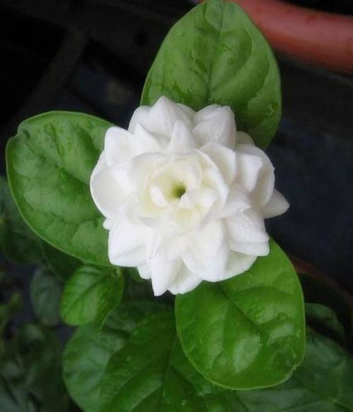 茉莉花品种繁多,每一个都香气浓郁,开花繁多!