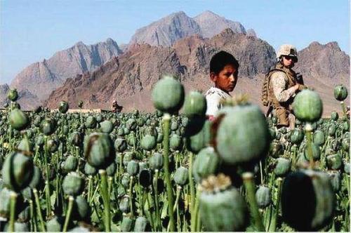 原创美国入侵20年,阿富汗毒品产量激增39倍!俄罗斯对未来很担忧