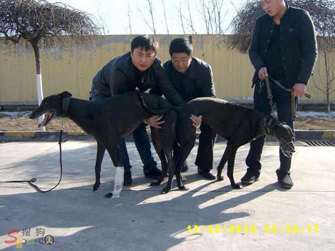 中号博尔特与黑色屠城的小狗快满两月开始出售